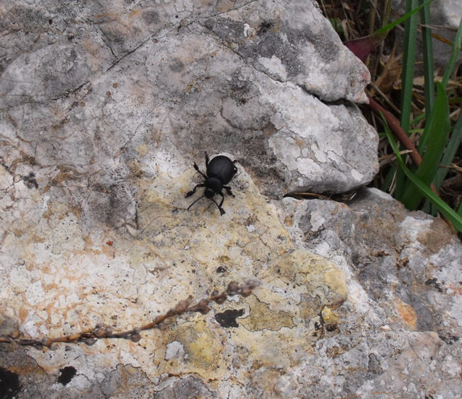 Timarcha pimelioides dalla Sicilia